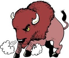 Bison